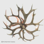 A multi-point antler crown, likely from a red deer, arranged in a circular pattern on a light gray background. A copyright watermark for 'The Peak Antler Company' is visible in the bottom-left corner.