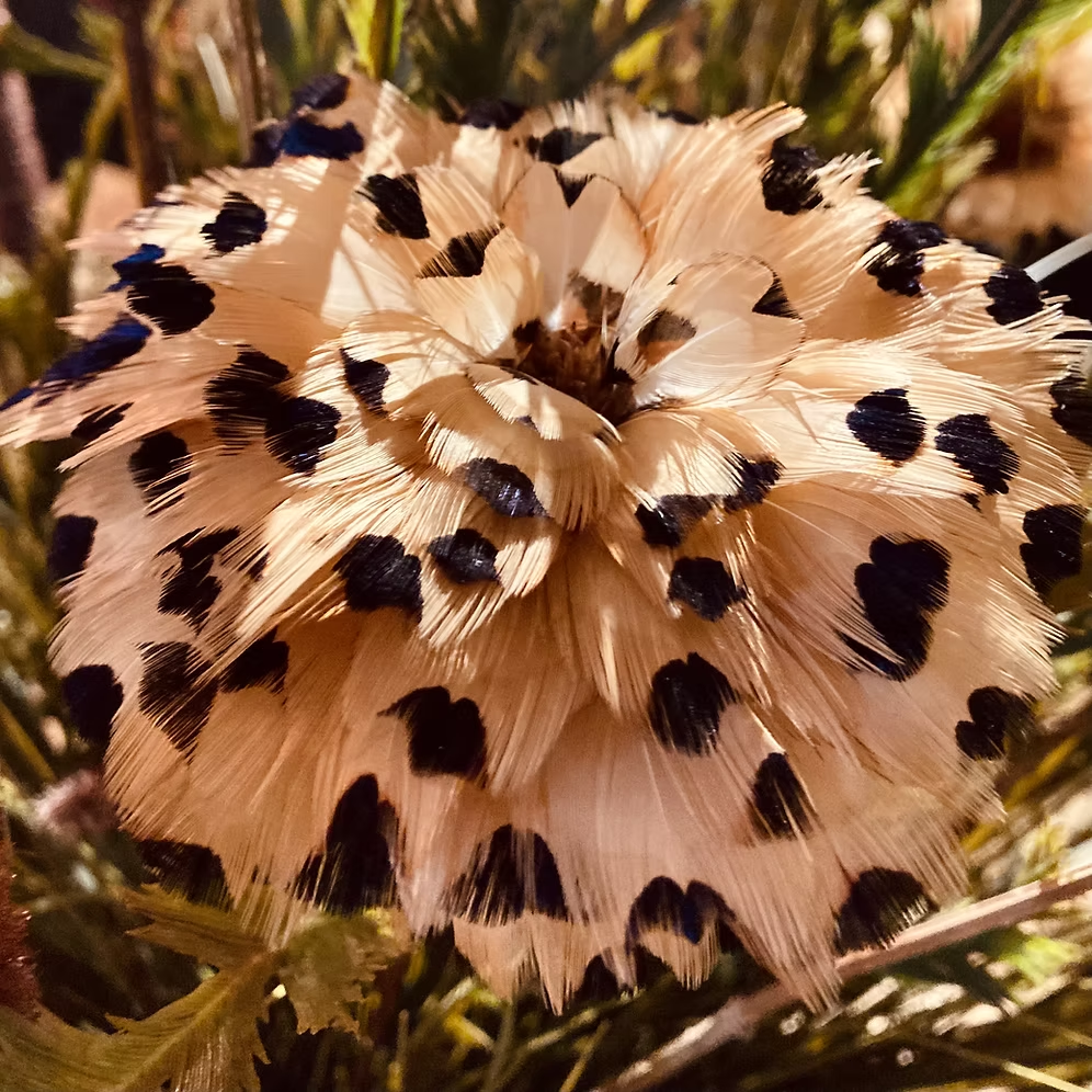 Close-up of a pale gold Feather Bloom with dark patterned pheasant feathers