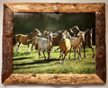 Stampede horse oil painting by Judith Dickinson in a rustic wood frame