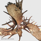Uncompahgre Peak Series Moose Antler Chandeliers