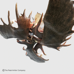 Uncompahgre Peak Series Moose Antler Chandeliers