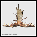 Uncompahgre Peak Series Moose Antler Chandeliers